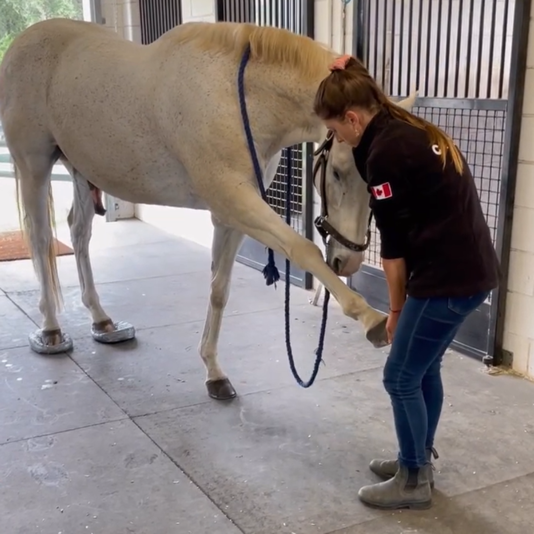 Yoga4Horses (CORE Strengthening Exercises)